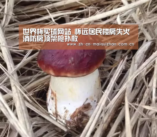 世界杯买球网站